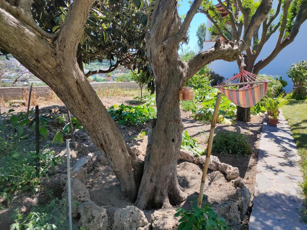 דירות Barano dʼIschia Il Giardino מראה חיצוני תמונה